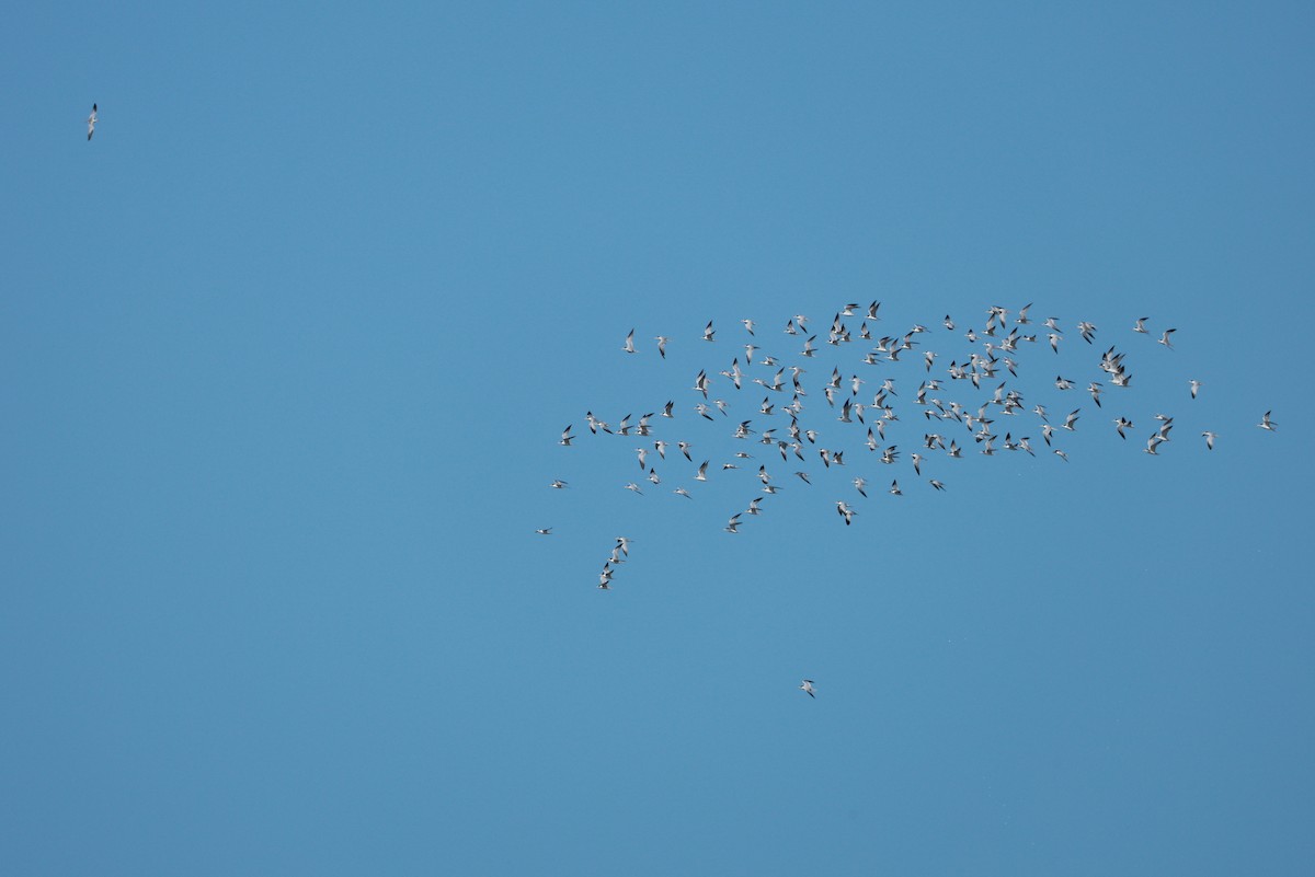 Sterne argentée - ML644927036