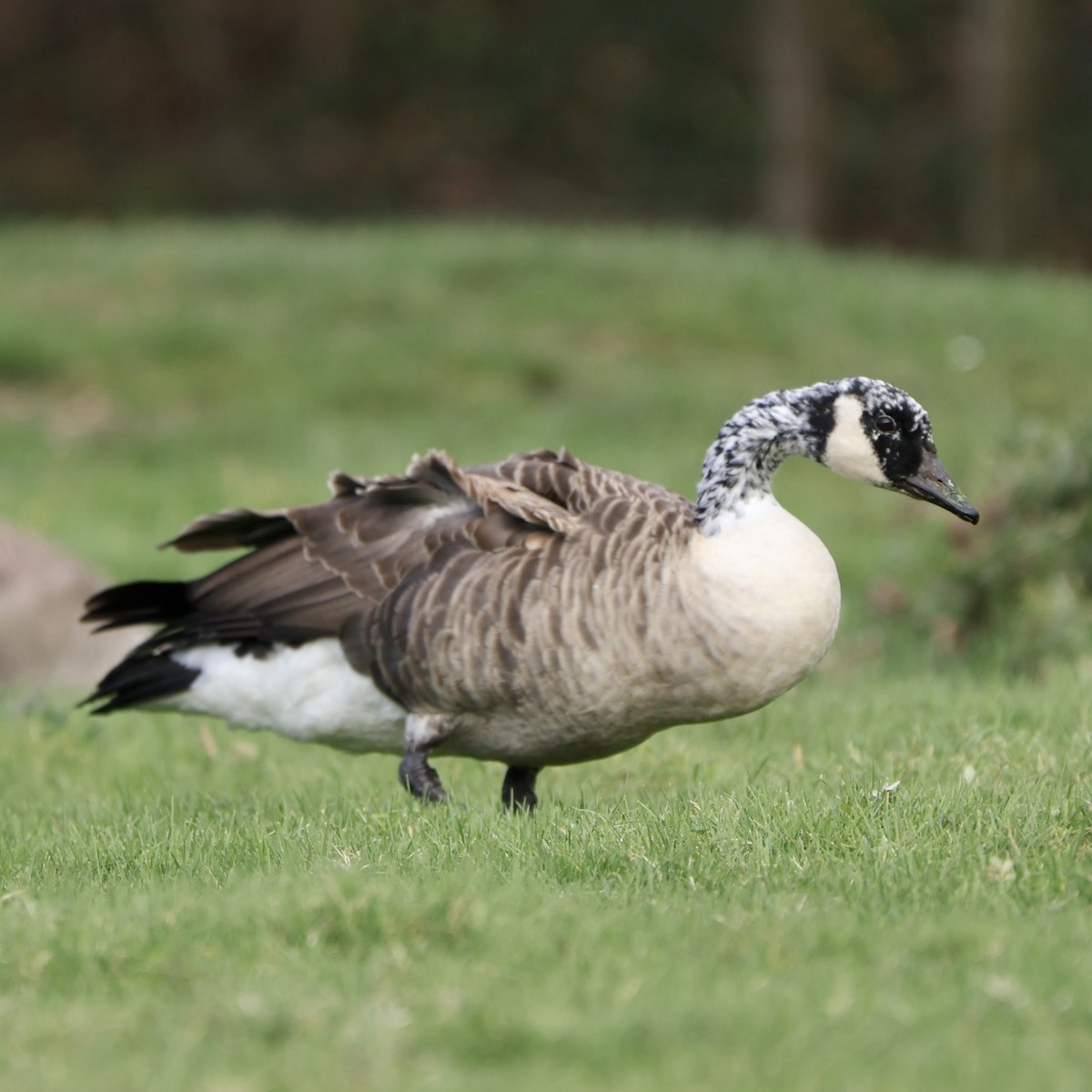 Canada Goose - ML644927063