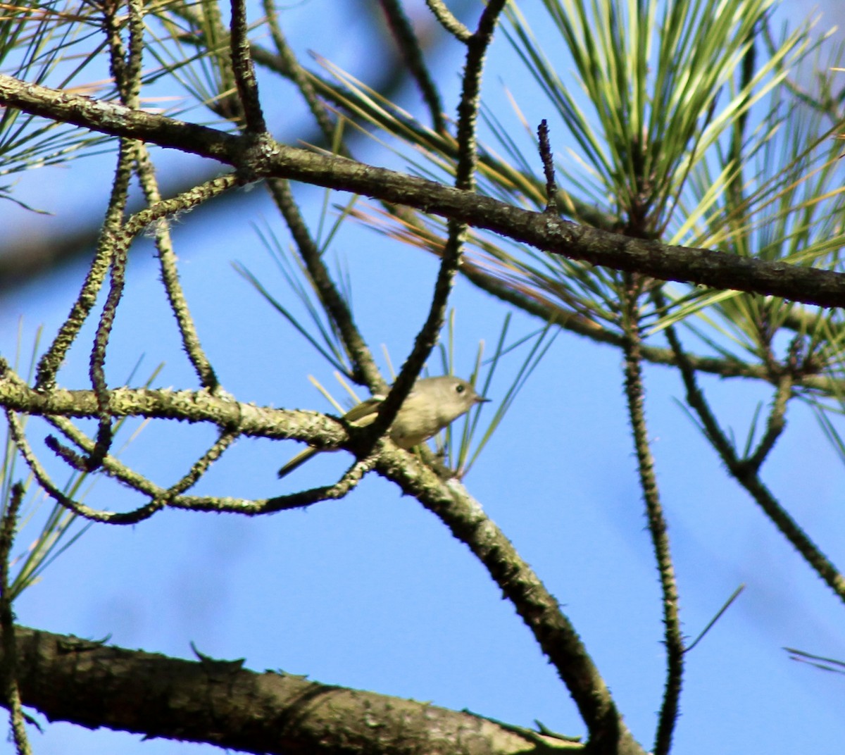 Ruby-crowned Kinglet - ML644927070