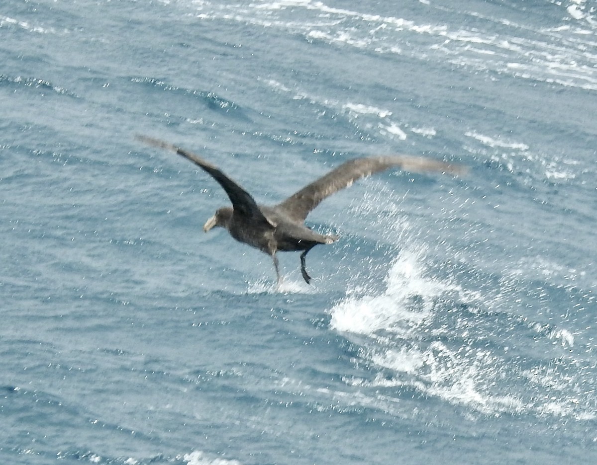 Northern Giant-Petrel - ML644927071