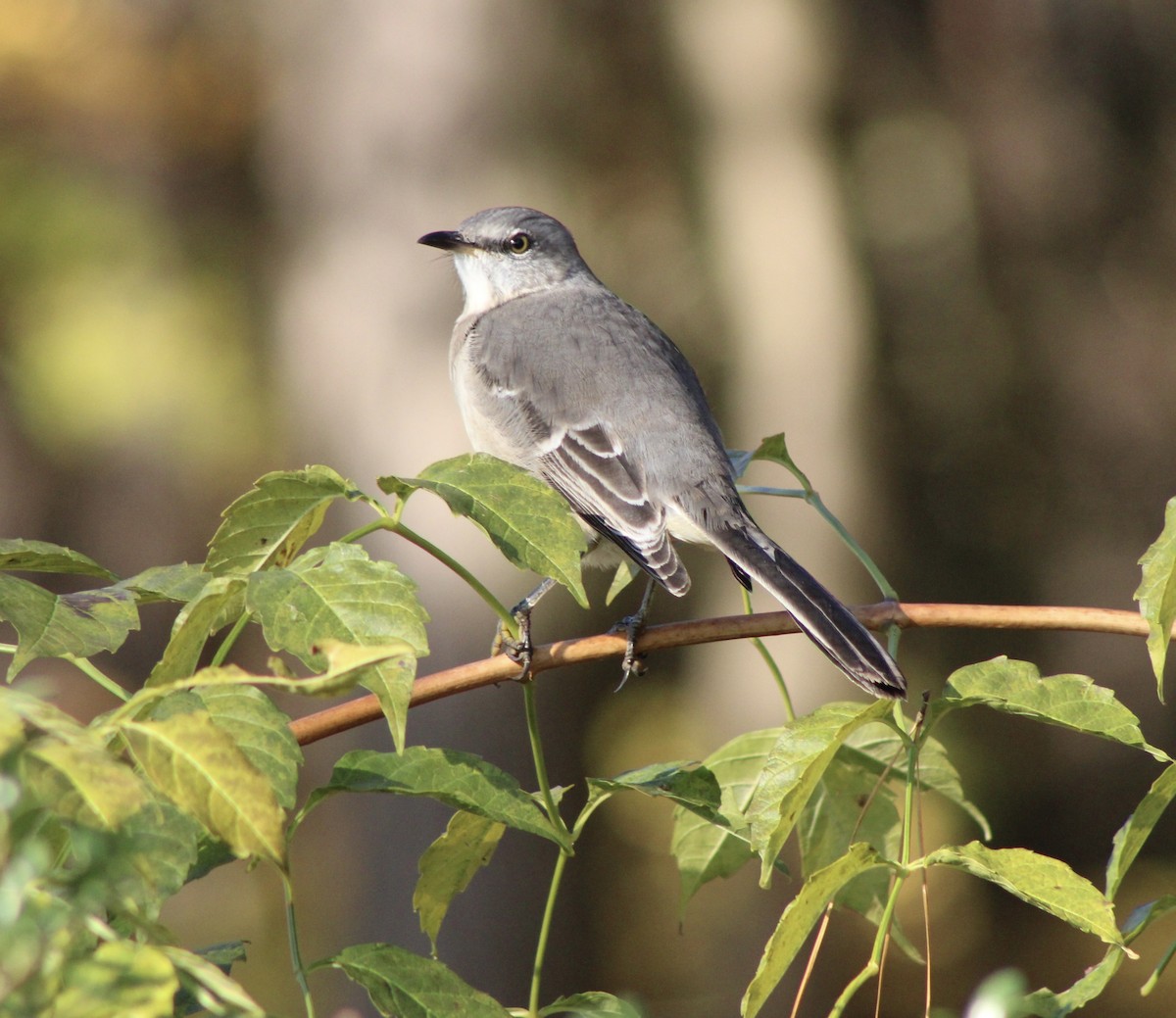 Northern Mockingbird - ML644927129