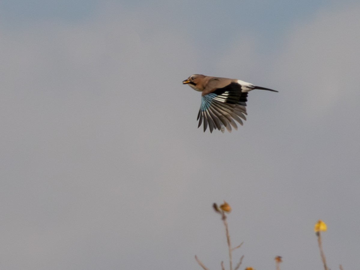 Eurasian Jay (Eurasian) - ML644927131
