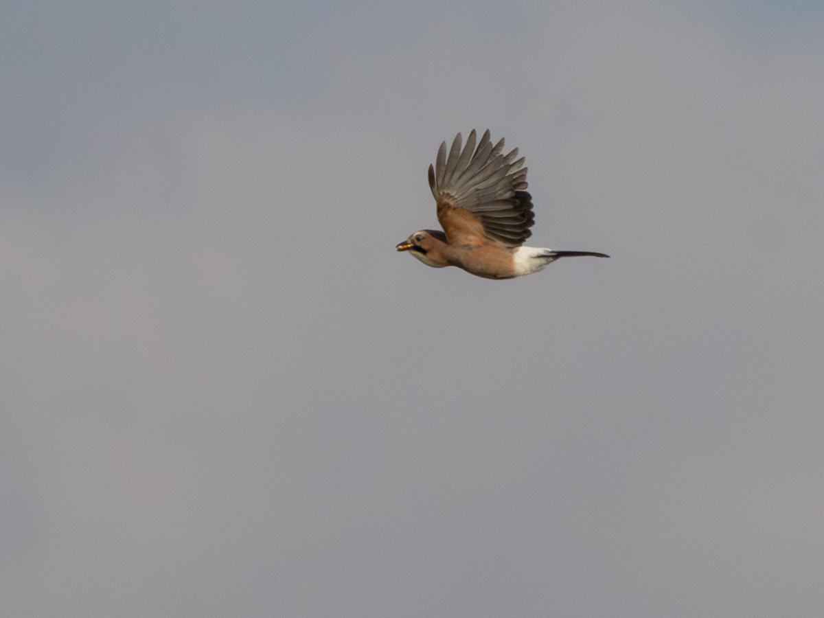 Eurasian Jay (Eurasian) - ML644927132