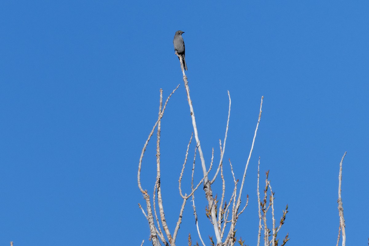 Townsend's Solitaire - ML644927133