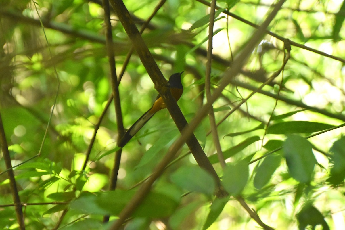 White-rumped Shama - ML644927143