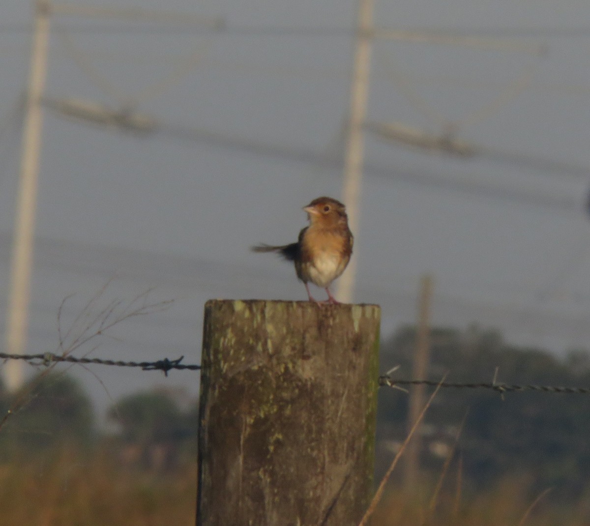 Grasshopper Sparrow - ML644927152