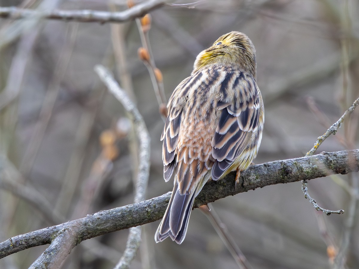 Yellowhammer - ML644927153