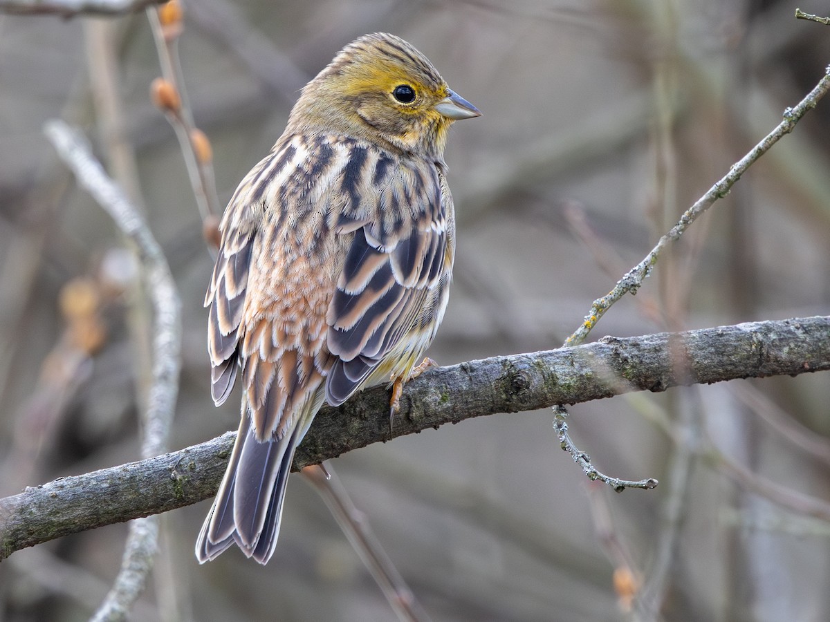 Yellowhammer - ML644927154