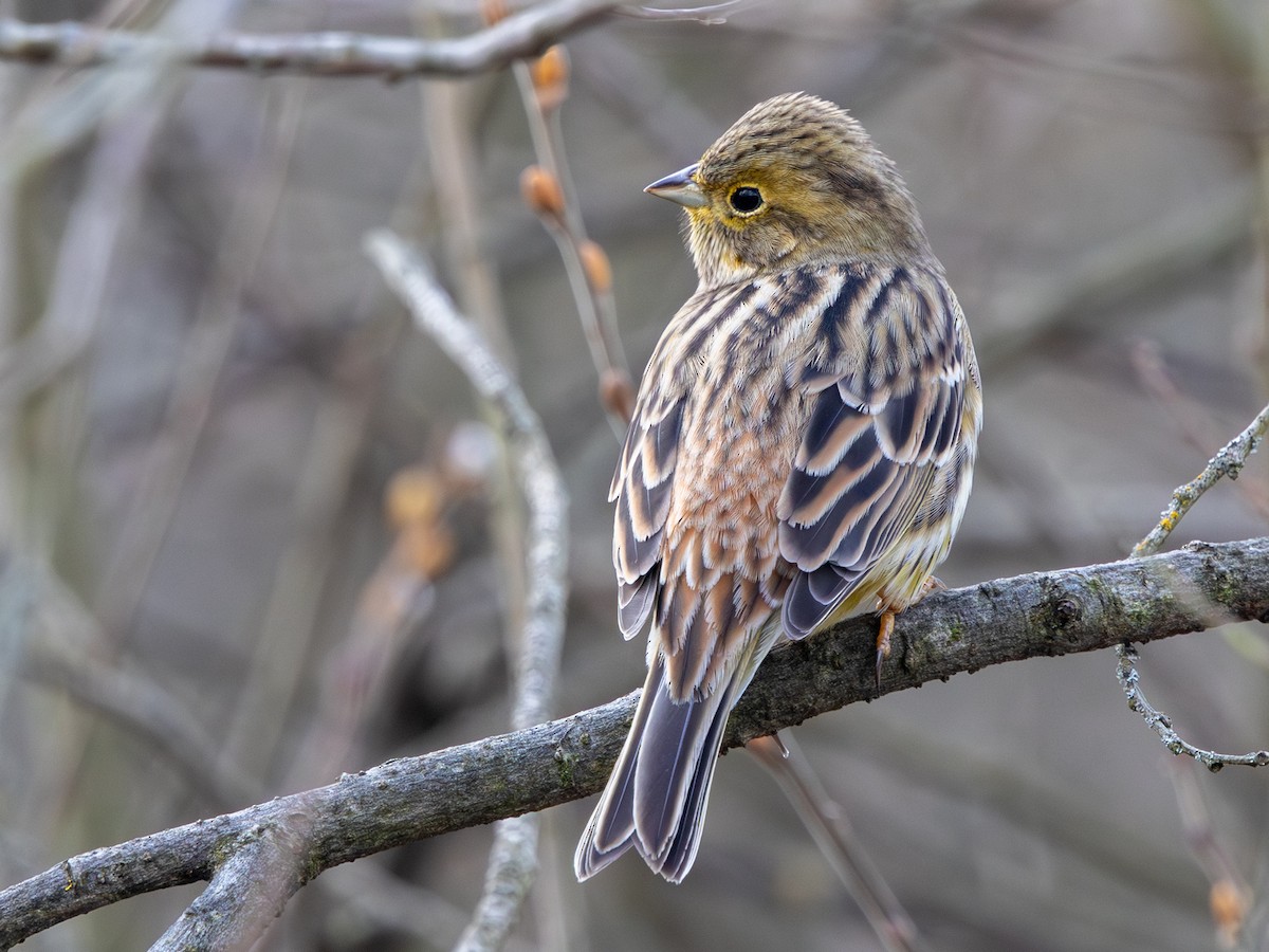 Yellowhammer - ML644927155