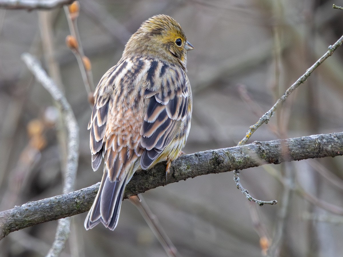 Yellowhammer - ML644927156