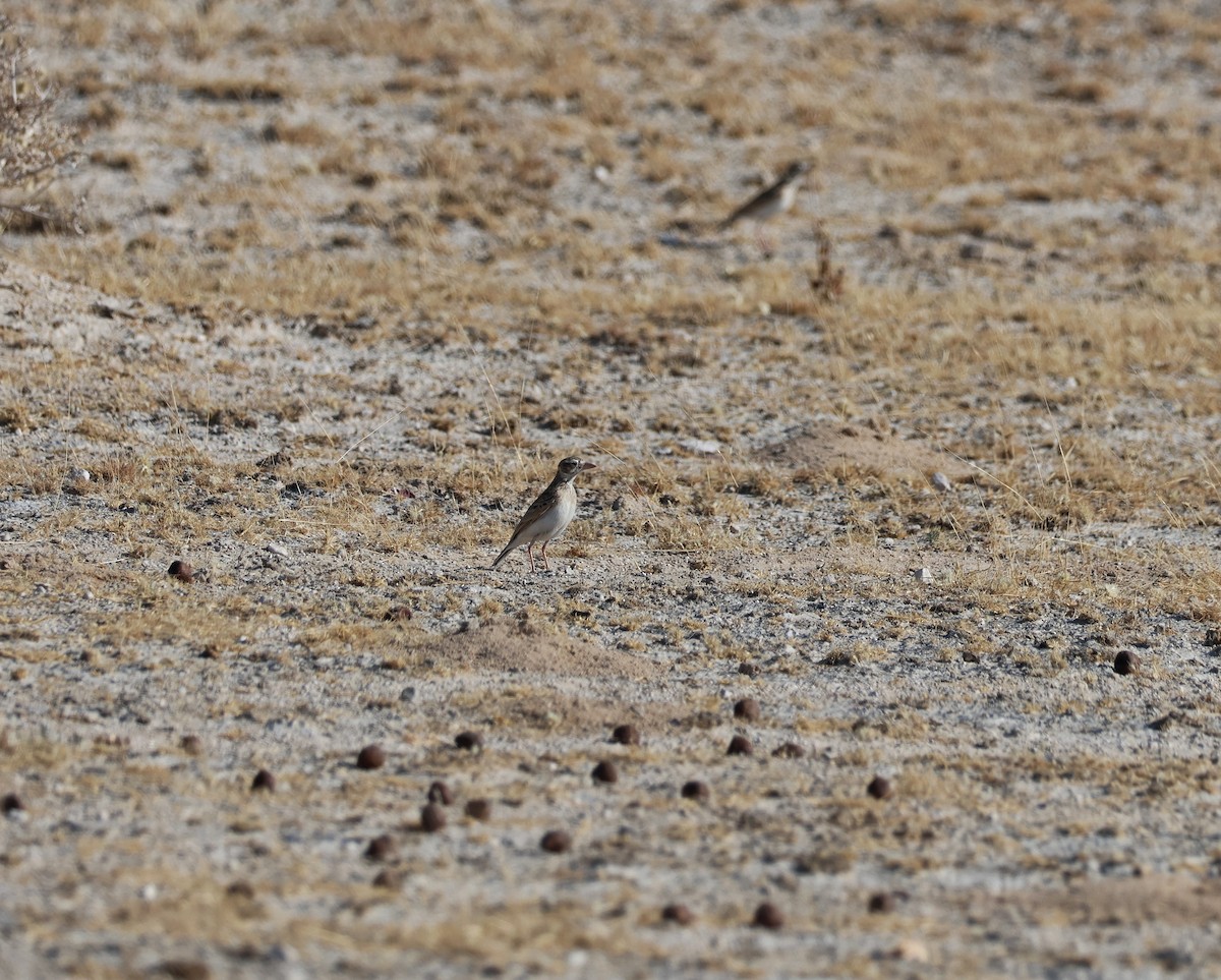 Stark's Lark - ML644927160