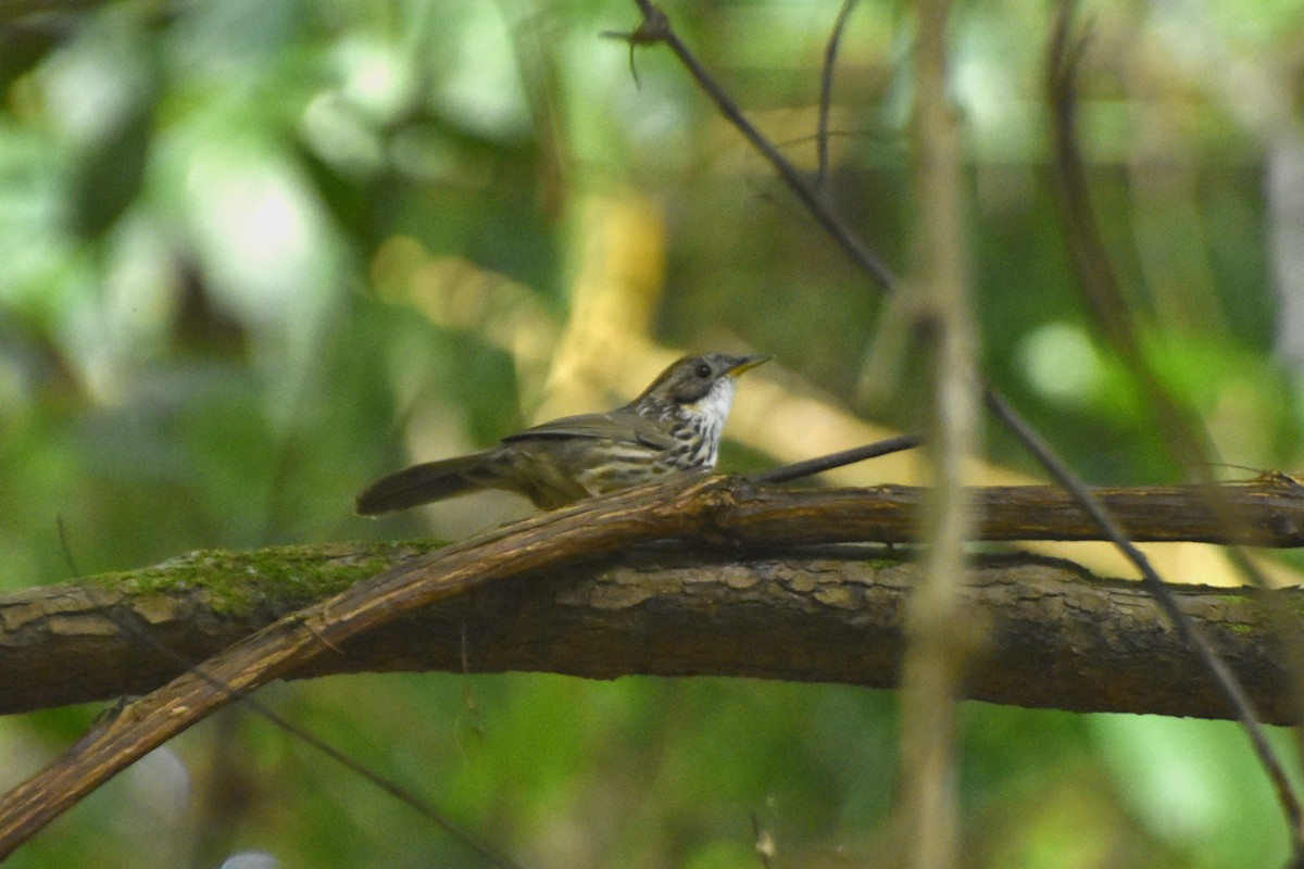 Puff-throated Babbler - ML644927166