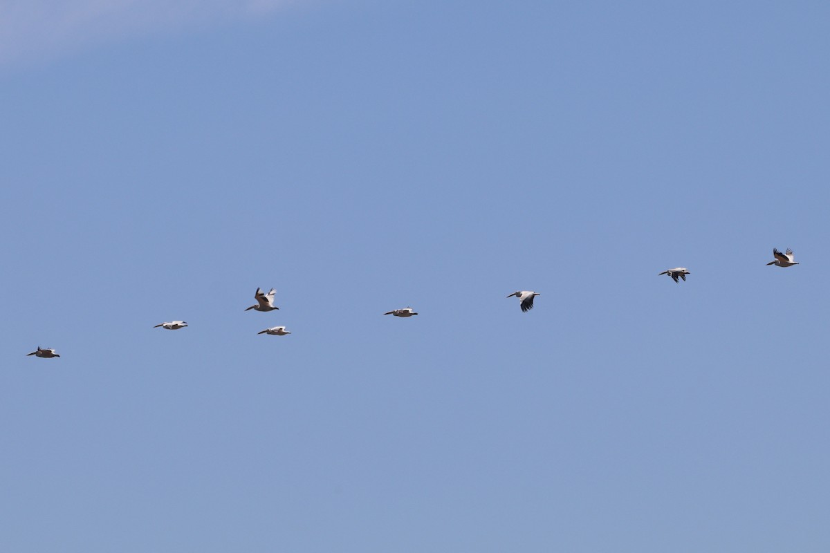 Great White Pelican - ML644927171