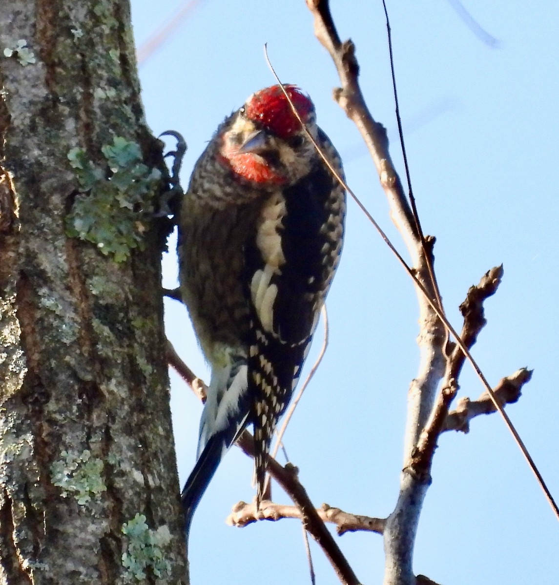 Yellow-bellied Sapsucker - ML644927172
