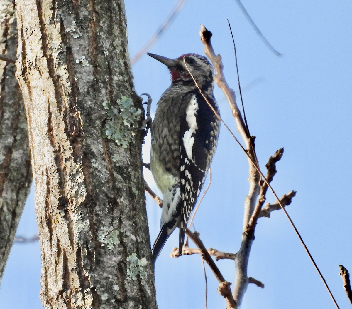 Yellow-bellied Sapsucker - ML644927173