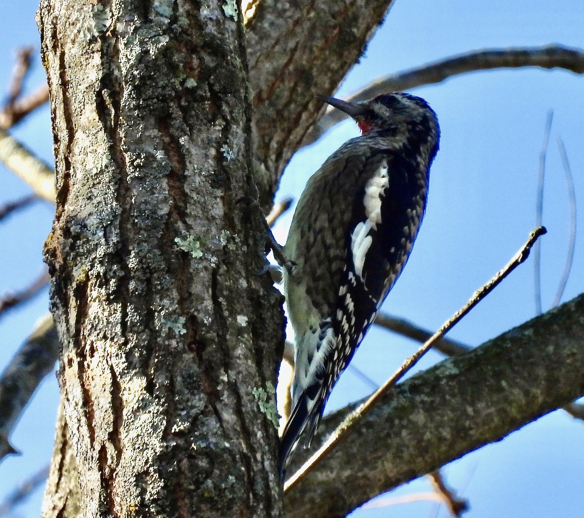 Yellow-bellied Sapsucker - ML644927174