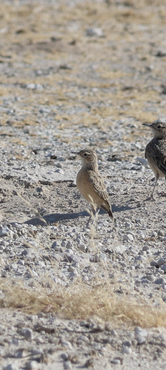 Spike-heeled Lark - ML644927175