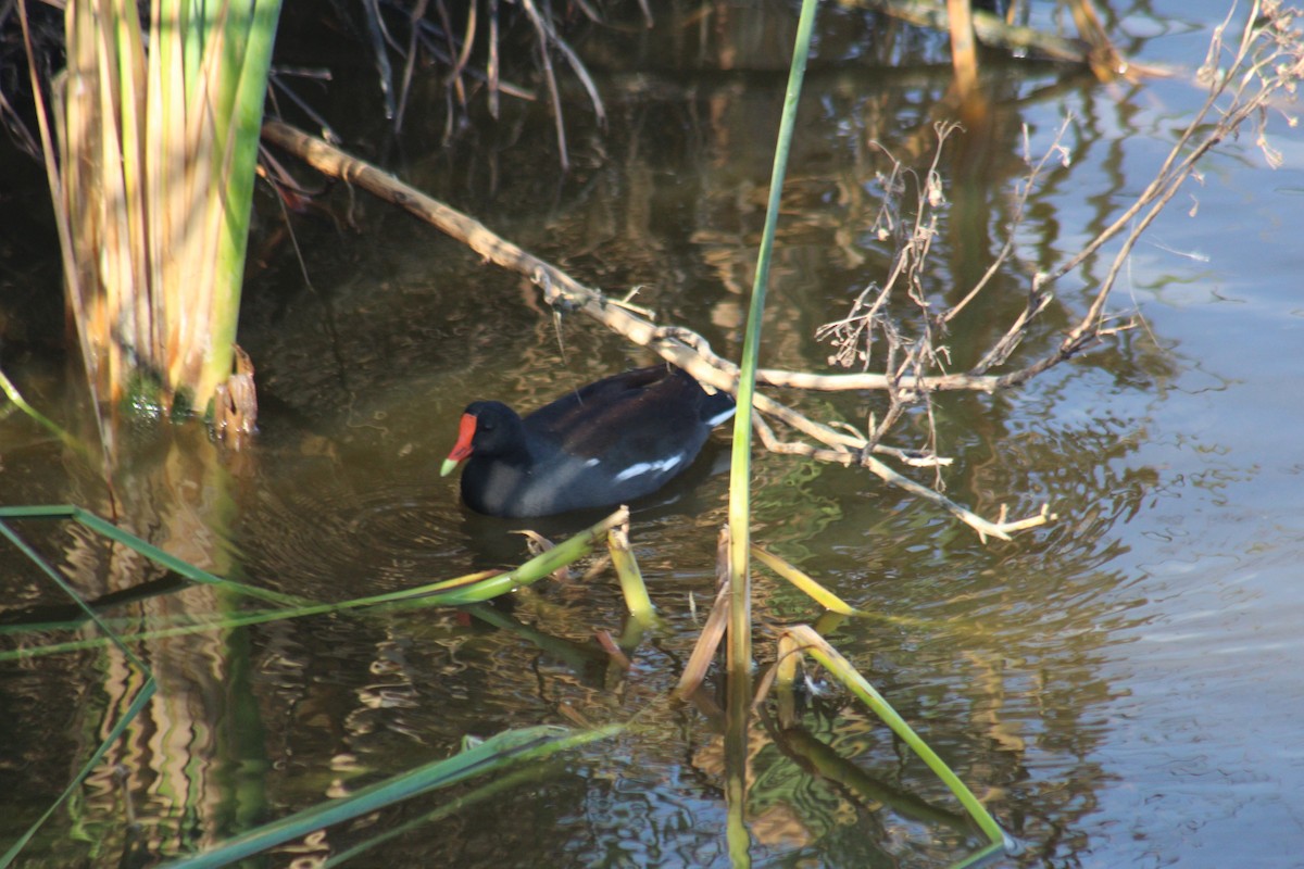 Курочка латиноамериканська - ML644927177