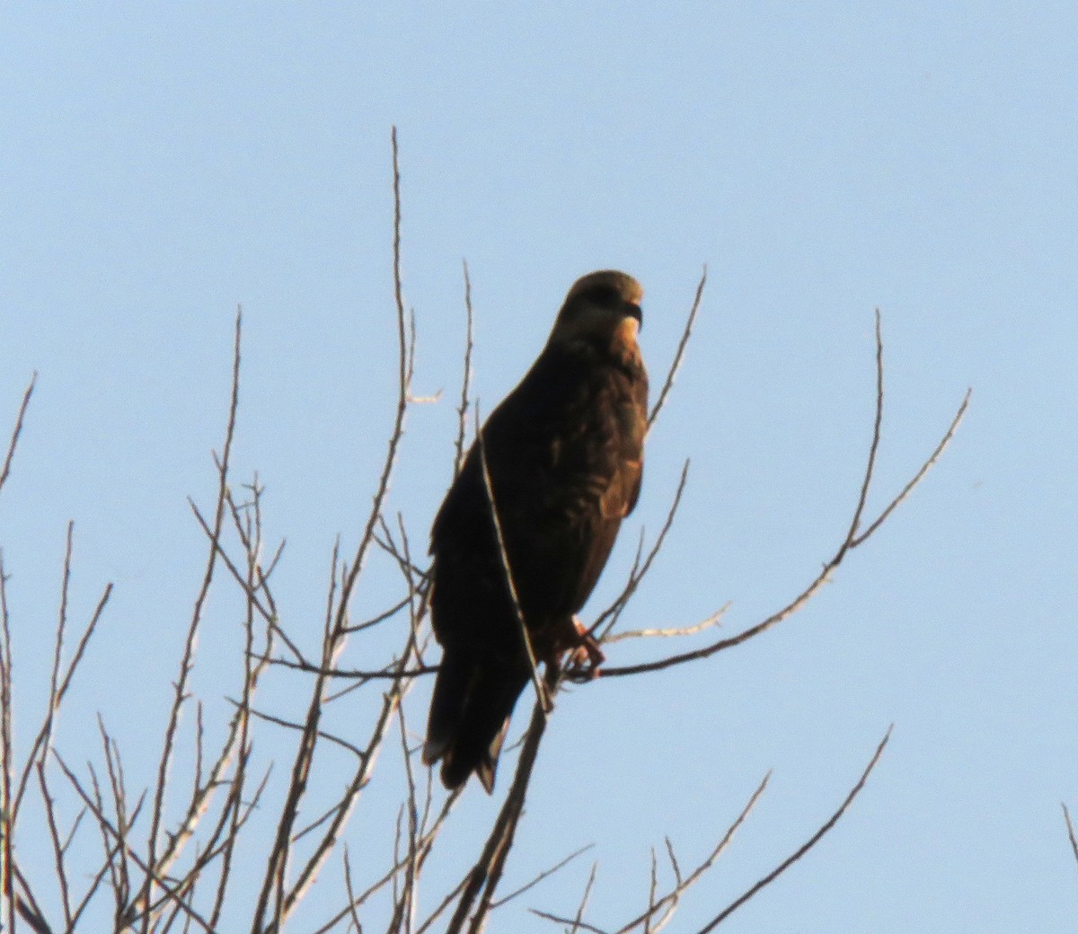 Snail Kite - ML644927180