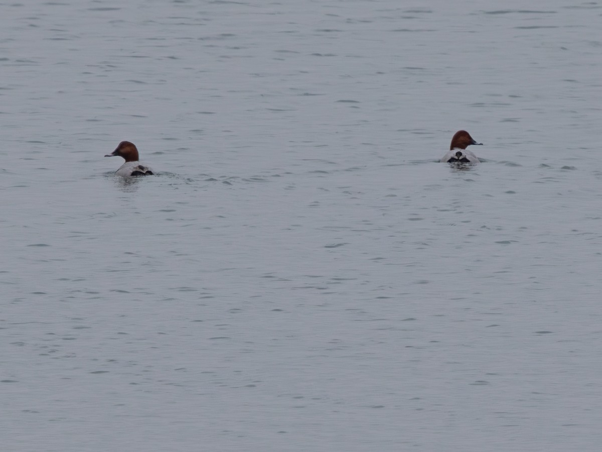 Common Pochard - ML644927200