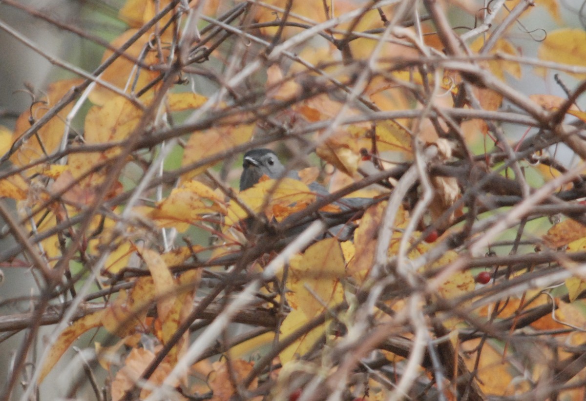 Gray Catbird - ML644927206