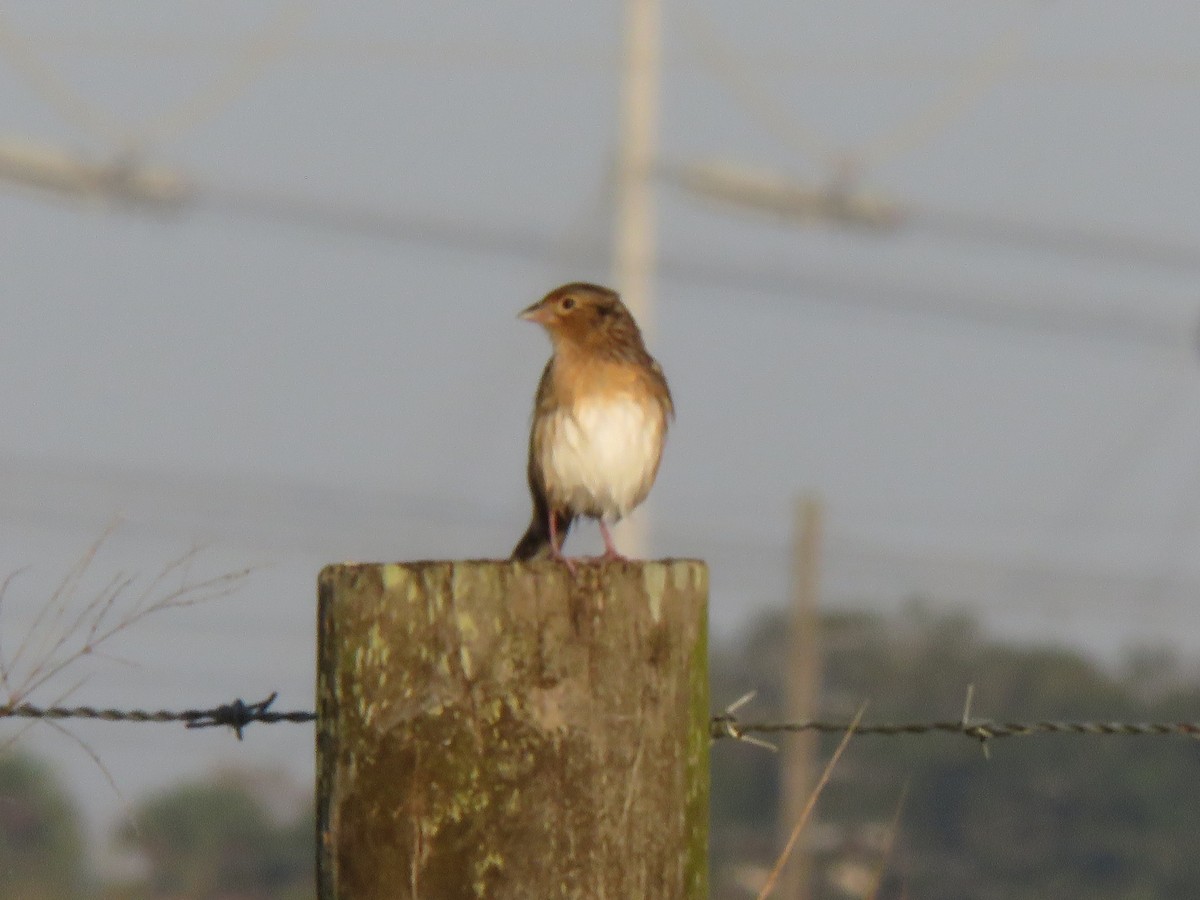 Grasshopper Sparrow - ML644927222