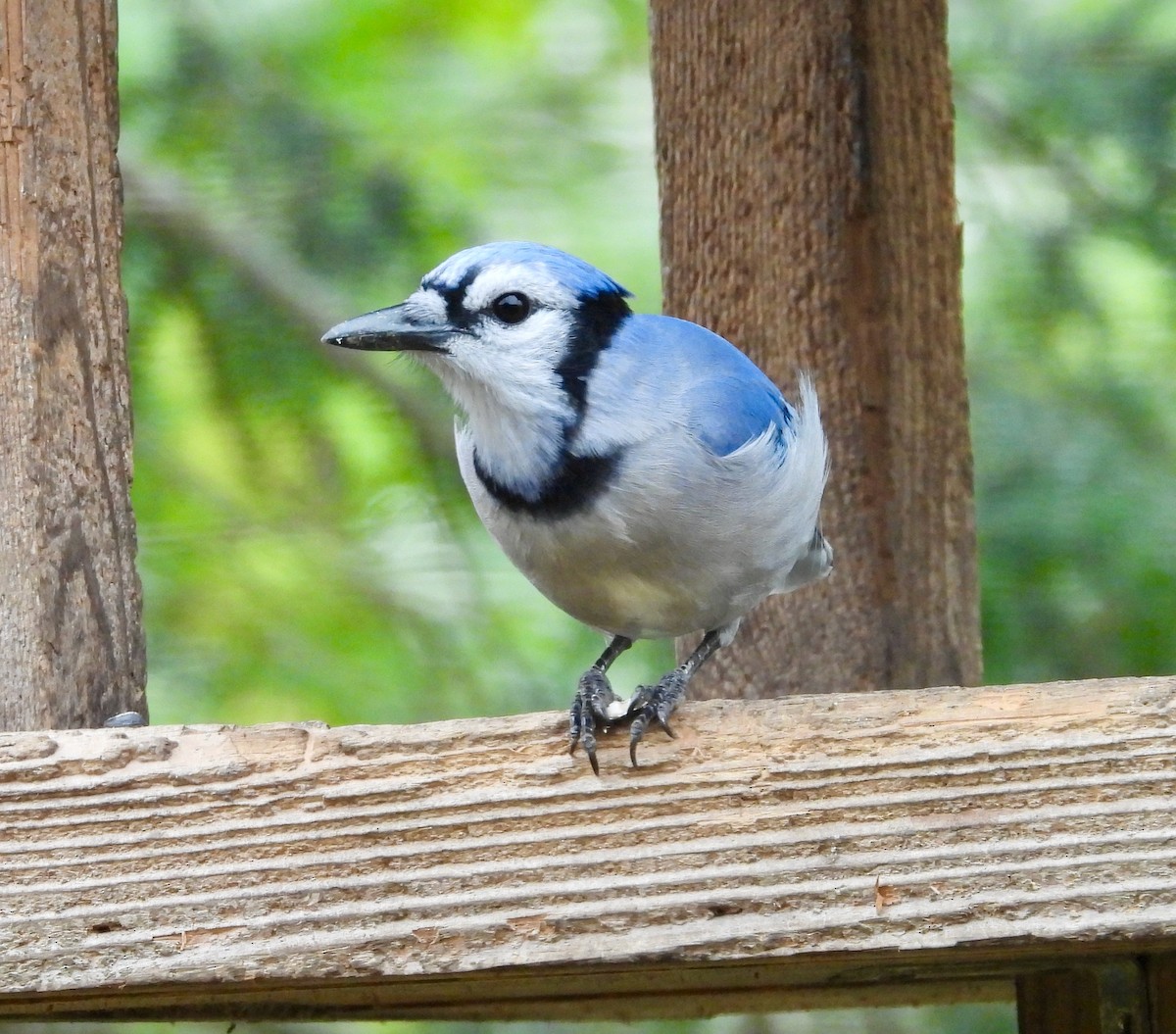 Blue Jay - ML644927223