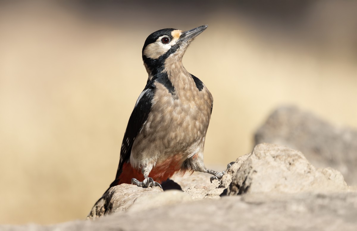 Great Spotted Woodpecker (Canarian) - ML644927249