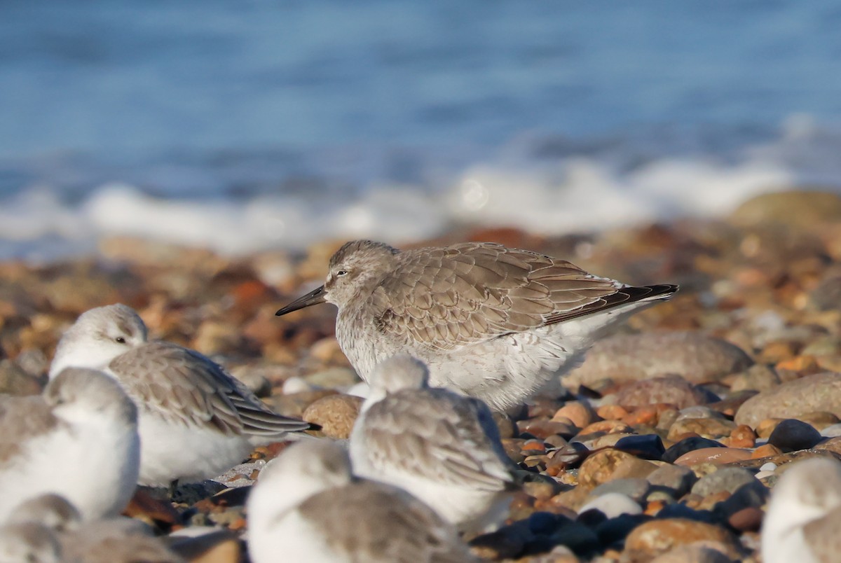 jespák rezavý - ML644927266