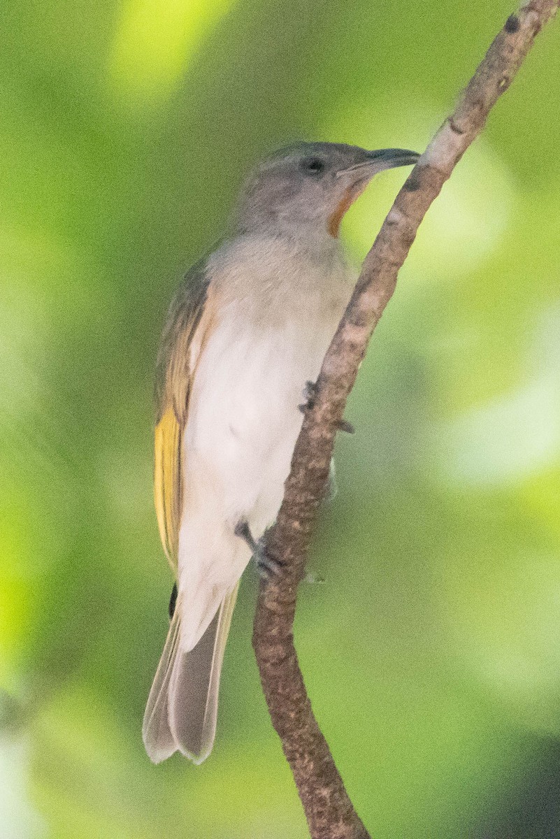 Rufous-throated Honeyeater - ML644927283