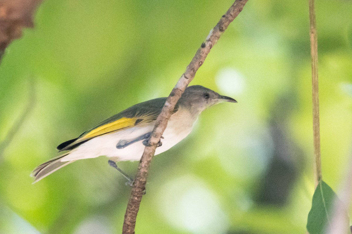 Rufous-throated Honeyeater - ML644927284