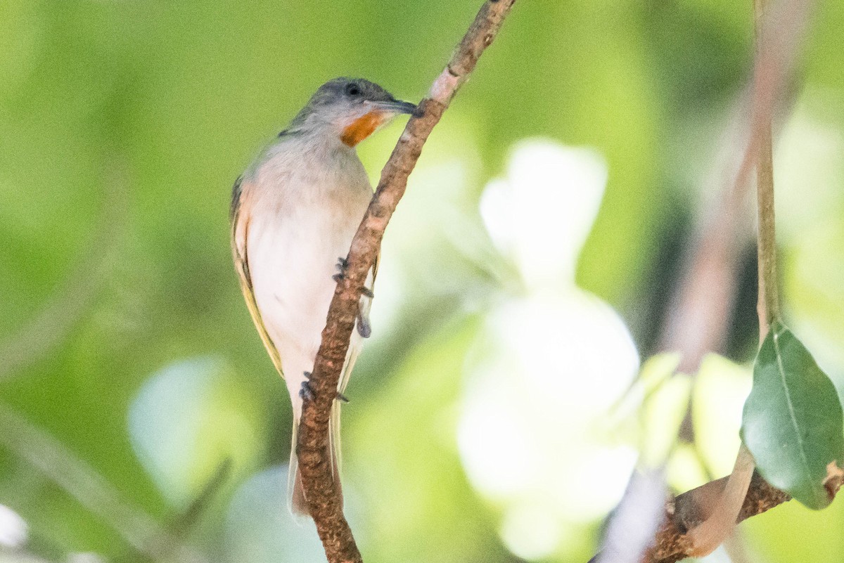 Rufous-throated Honeyeater - ML644927285