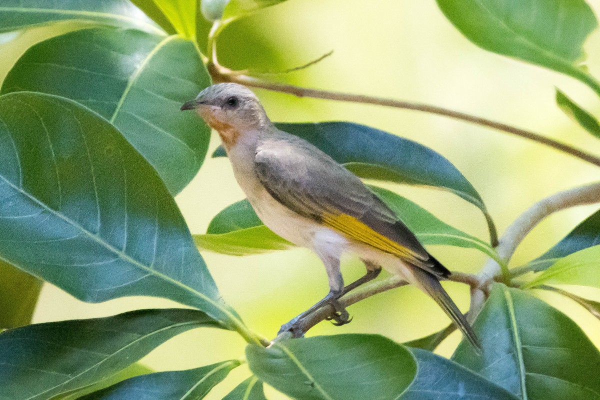 Rufous-throated Honeyeater - ML644927286