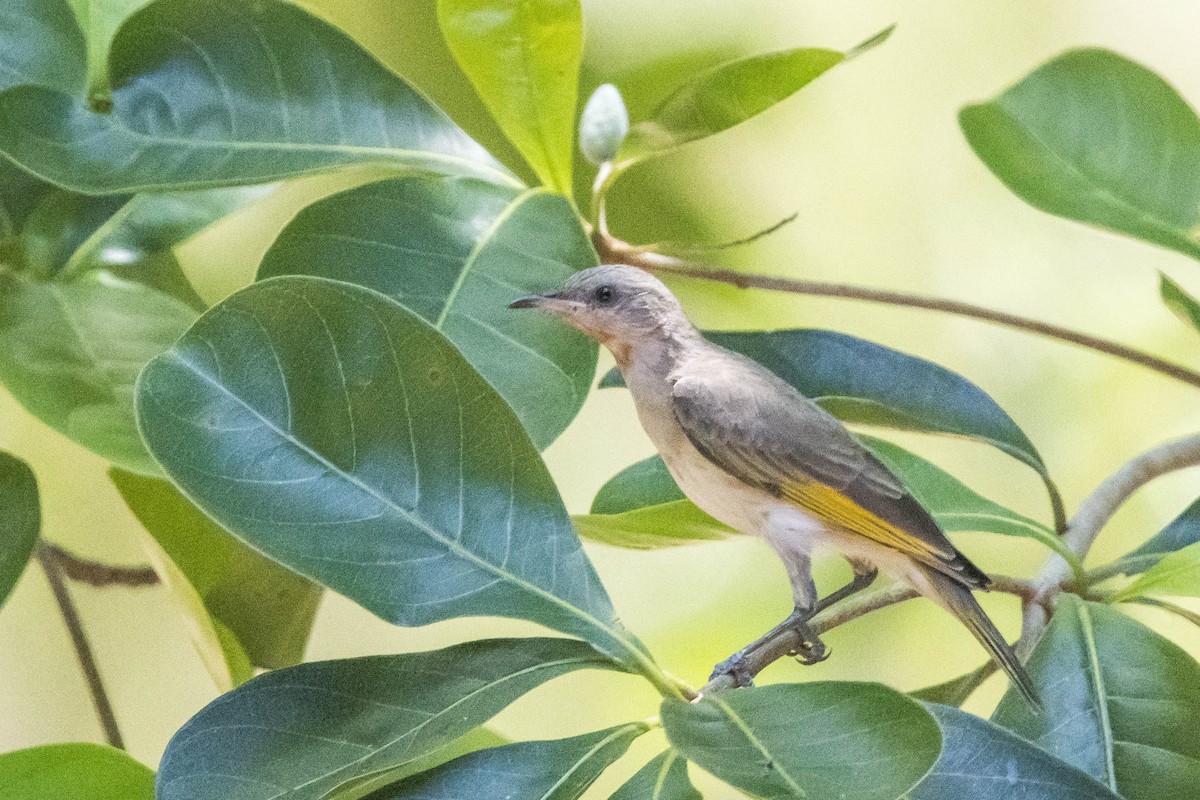 Rufous-throated Honeyeater - ML644927287