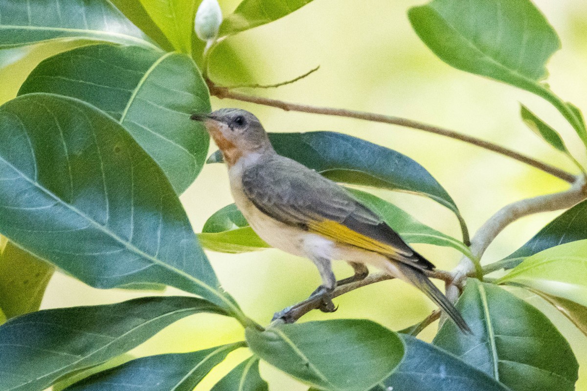 Rufous-throated Honeyeater - ML644927288