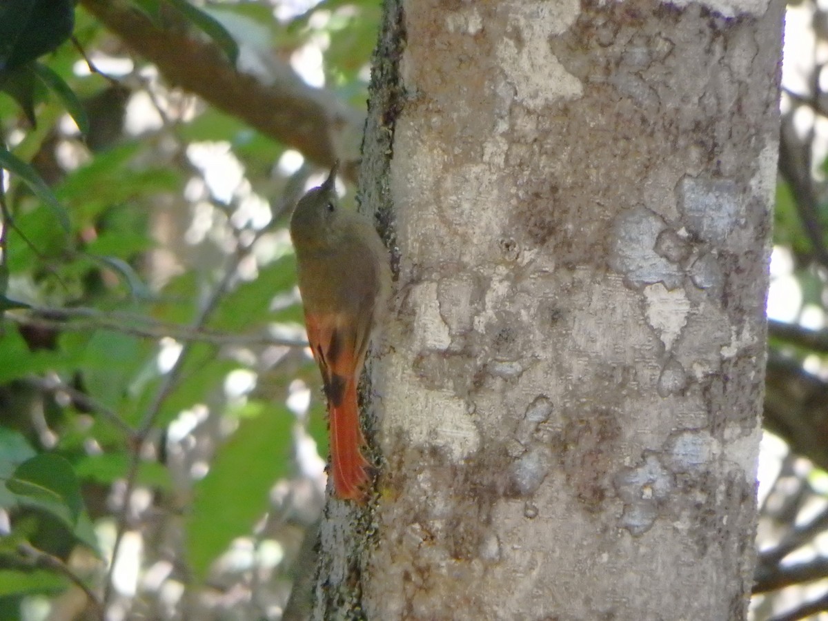 Olivaceous Woodcreeper - ML644927289