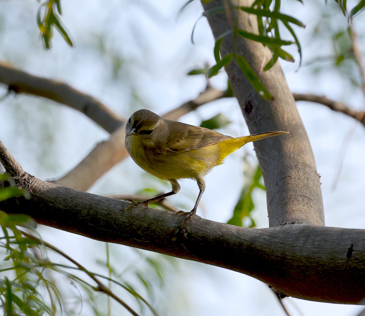 Palm Warbler - ML644927293