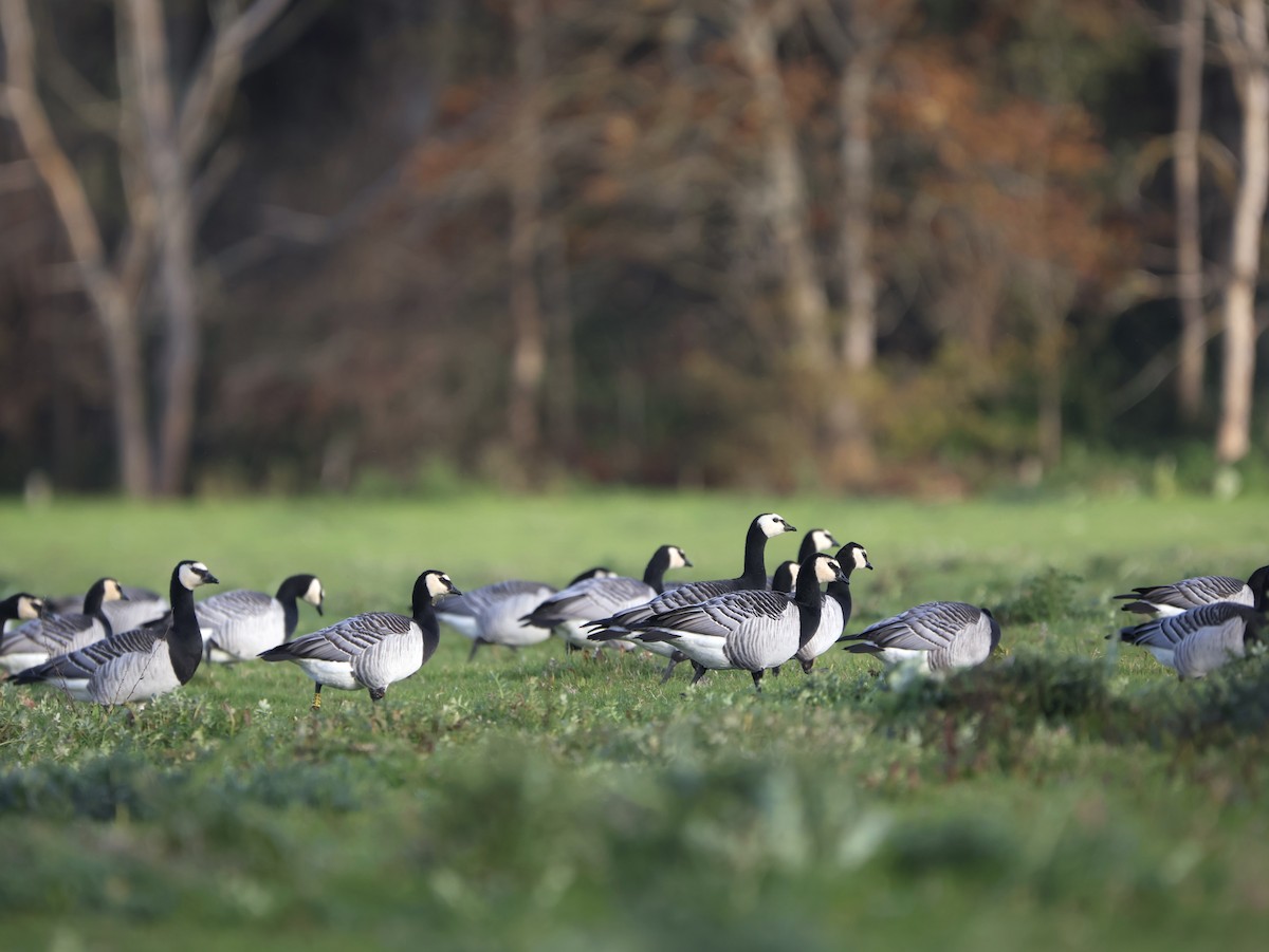 Barnacle Goose - ML644927299