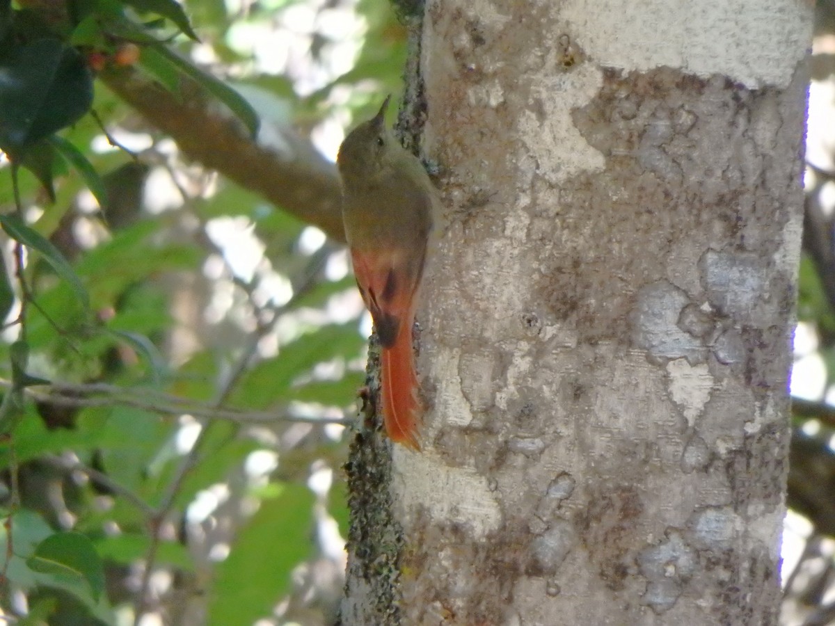 Olivaceous Woodcreeper - ML644927301
