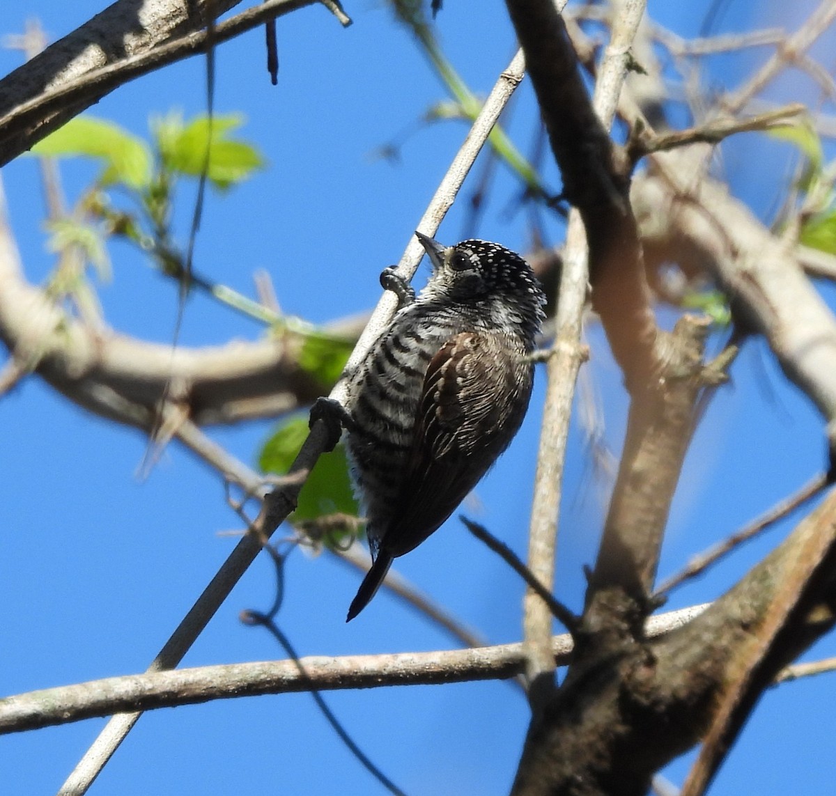 Carpinterito Variable - ML644927314