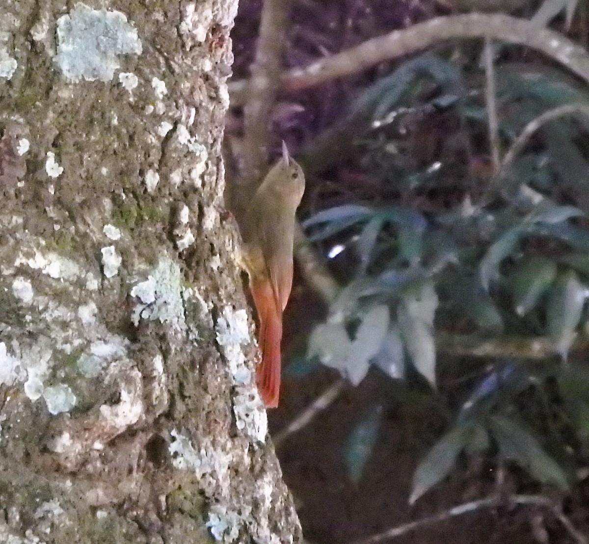 Olivaceous Woodcreeper - ML644927315