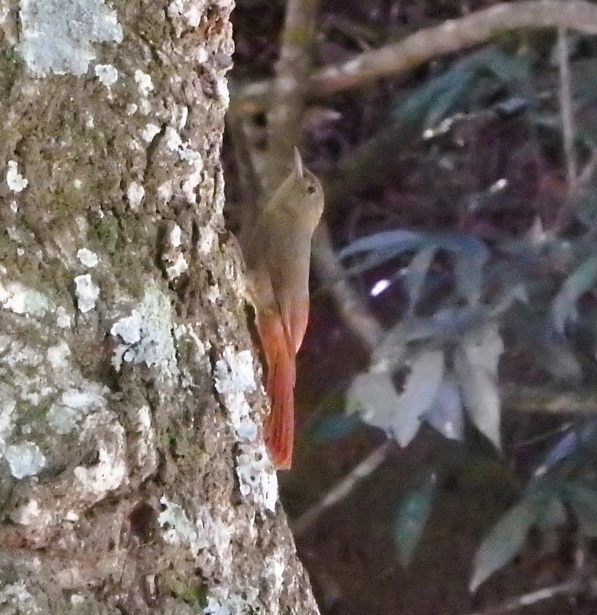 Olivaceous Woodcreeper - ML644927317