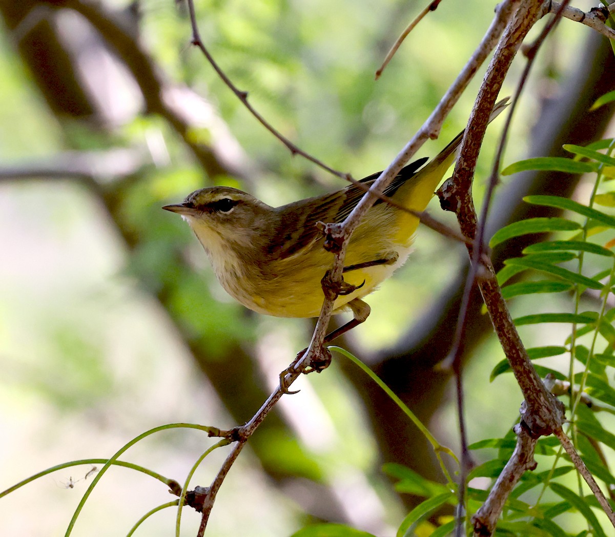 Palm Warbler - ML644927333