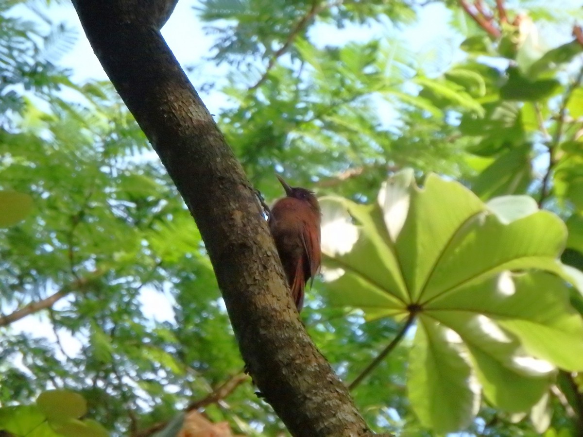 Plain-brown Woodcreeper - ML644927351