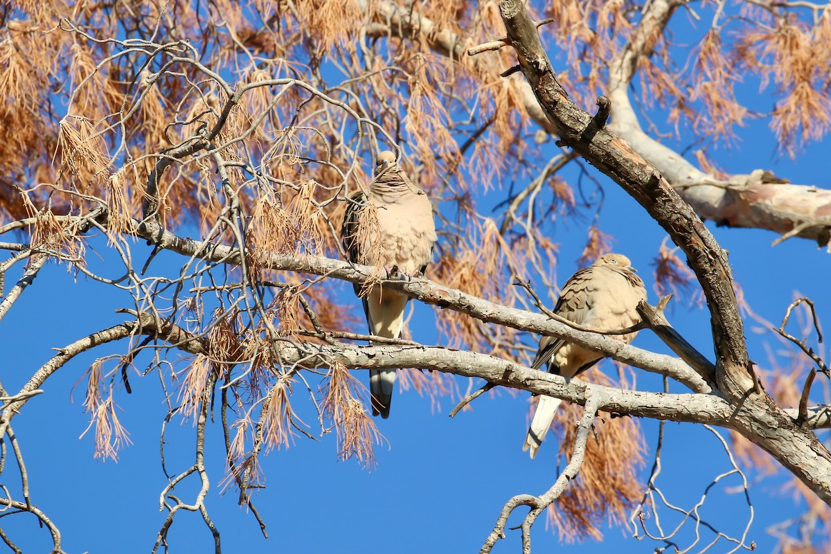 Mourning Dove - ML644927355
