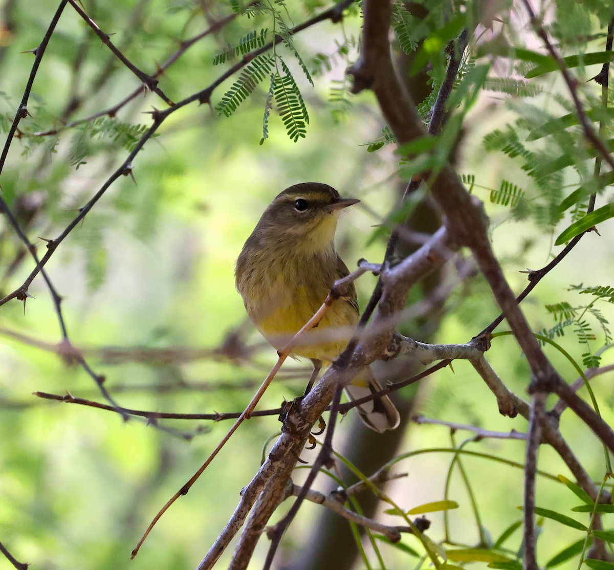 Palm Warbler - ML644927357