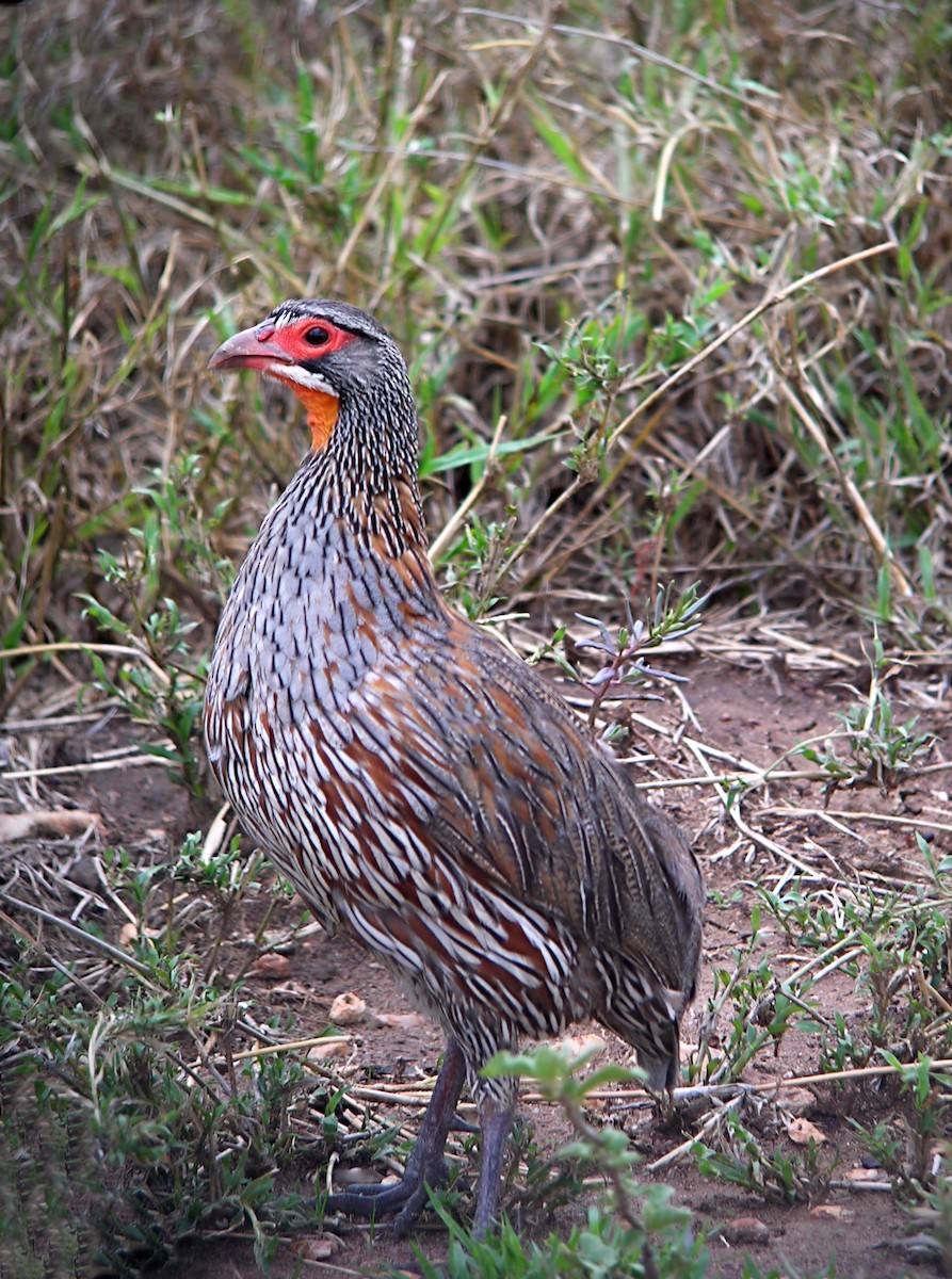 Gray-breasted Spurfowl - ML644927361