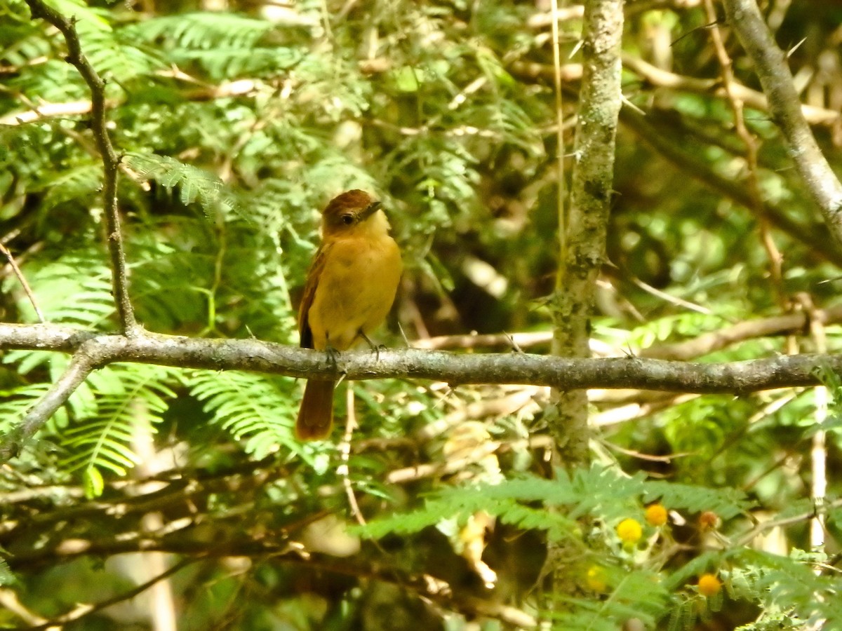 Chestnut-crowned Becard - ML644927381