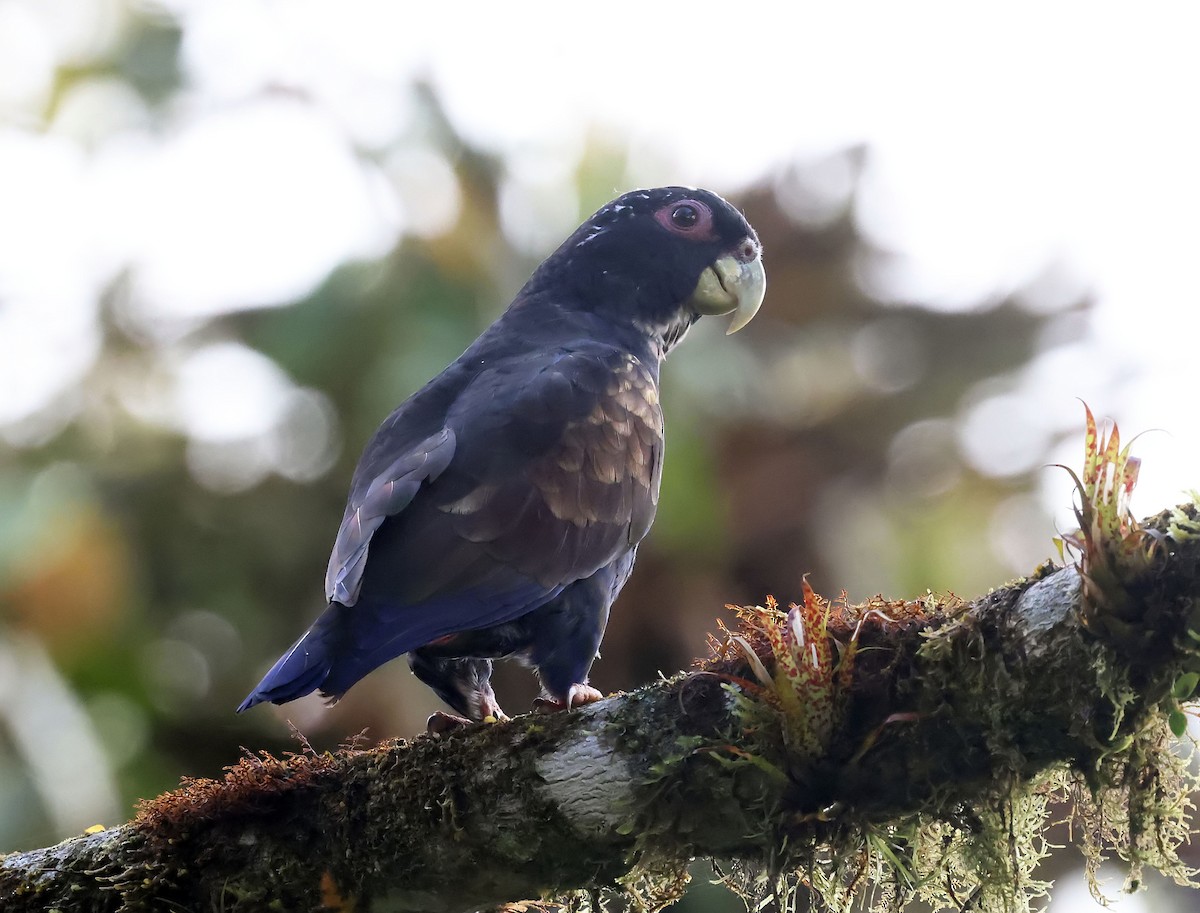 Bronze-winged Parrot - ML644927382