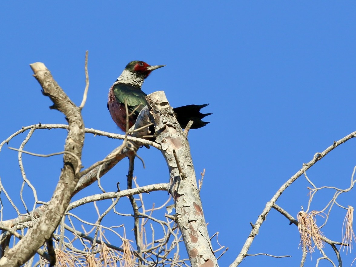 Lewis's Woodpecker - ML644927384